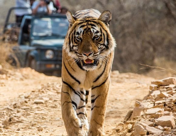 Bandhavgarh